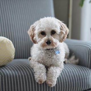 Doggy on sofa